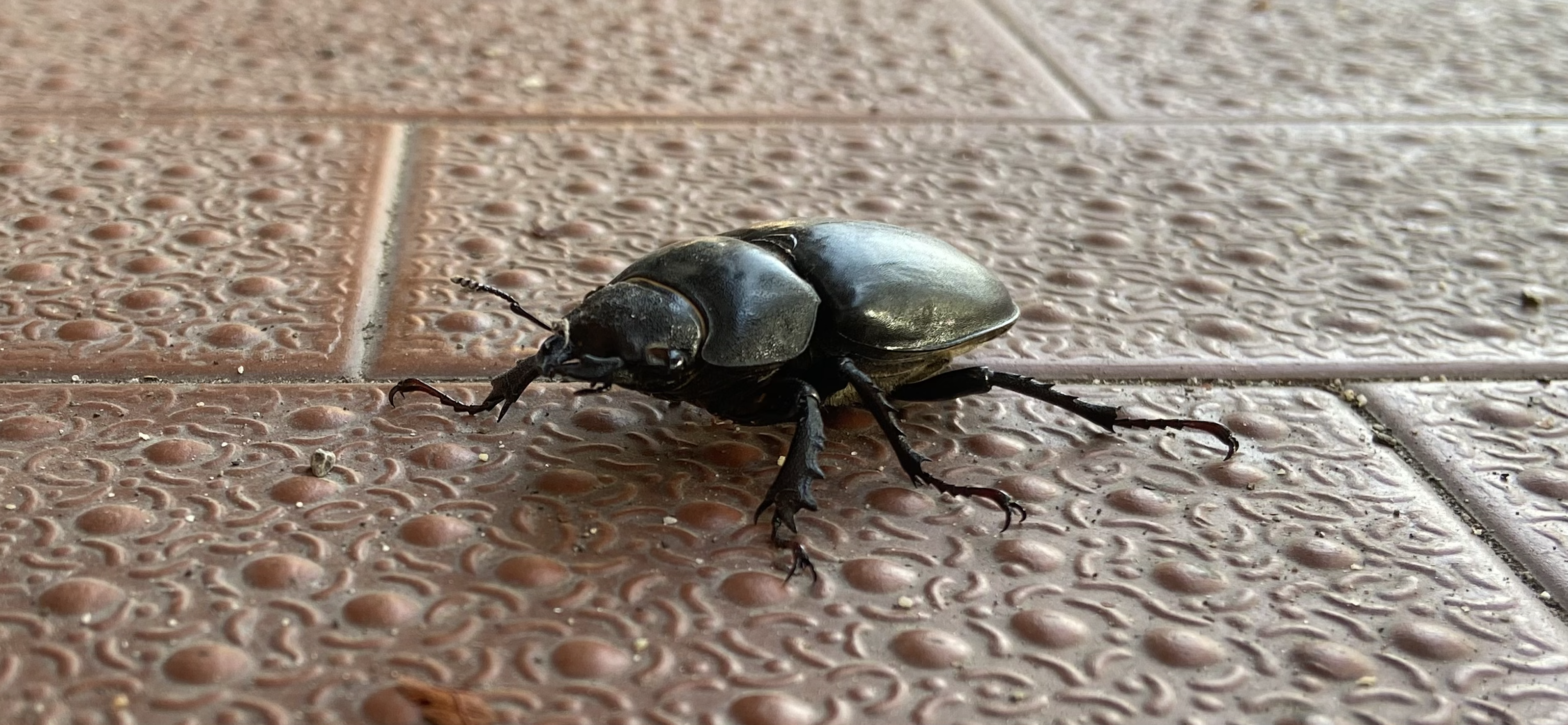 picture of a small black beetle on red tile