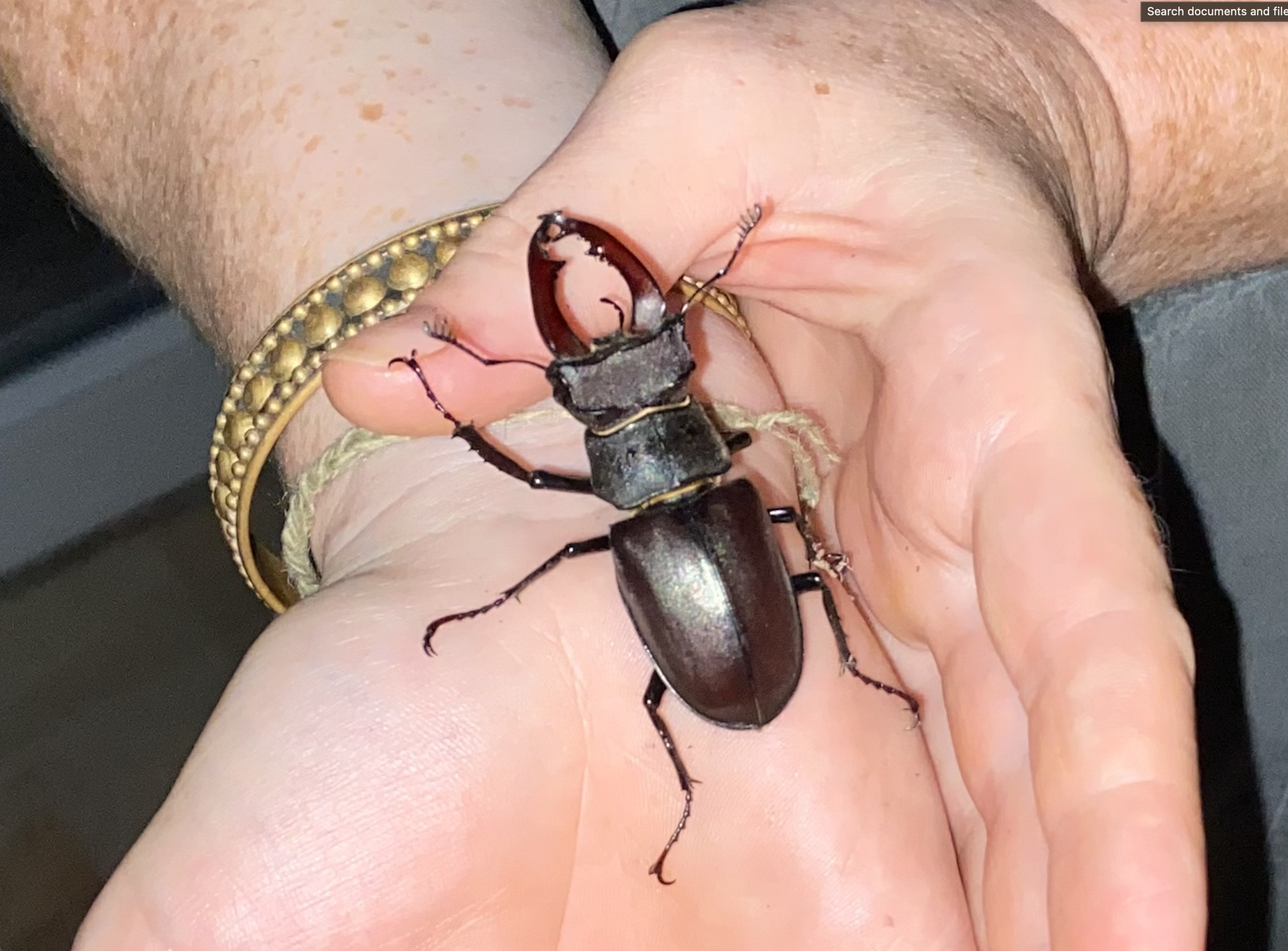 picture of a small black beetle with large pincers held by a pair of hands